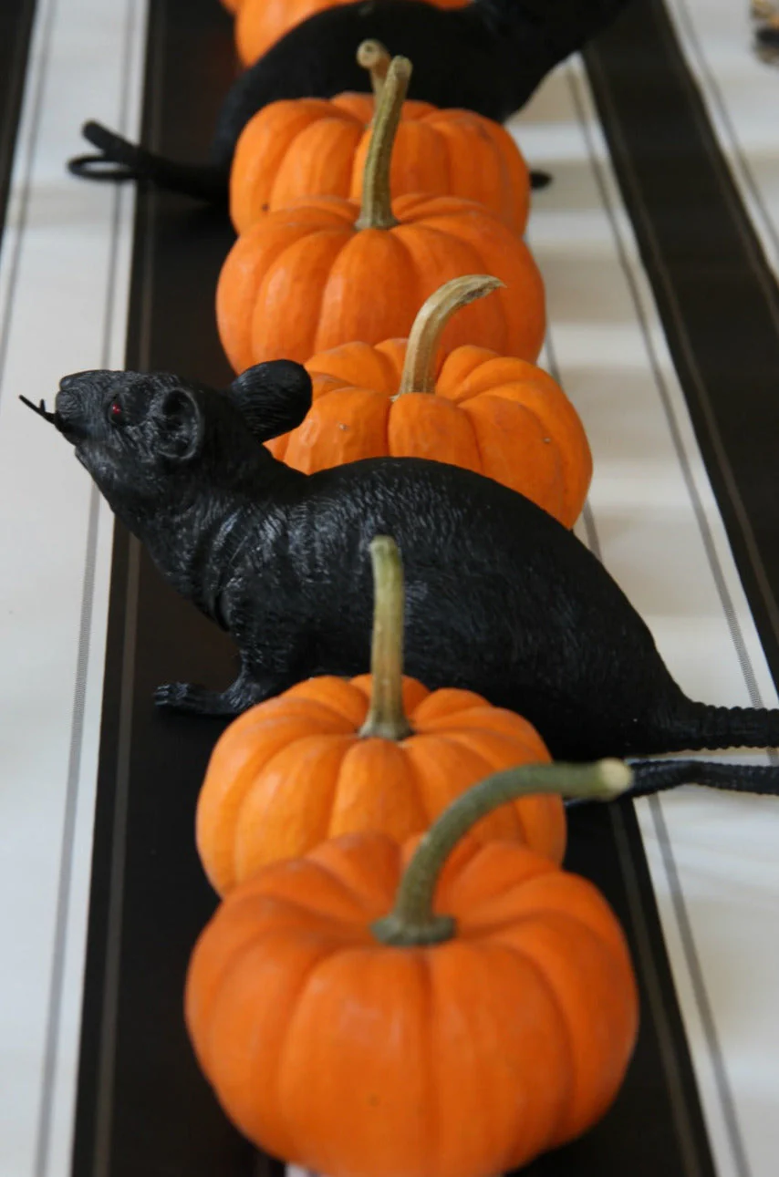 Jack-Be-Little and Wee-B-Little Mix Pumpkins - Image 13