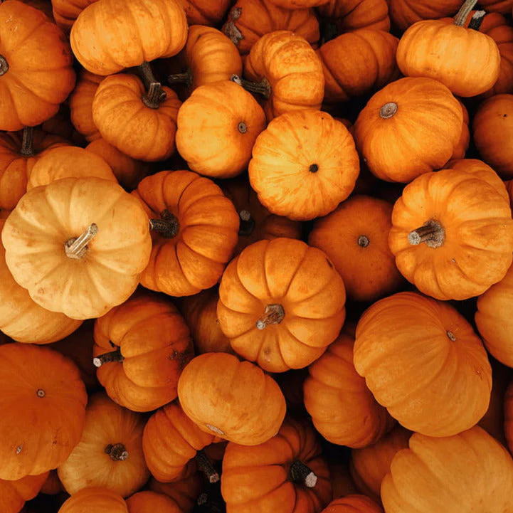 Jack-Be-Little and Wee-B-Little Mix Pumpkins - Image 6