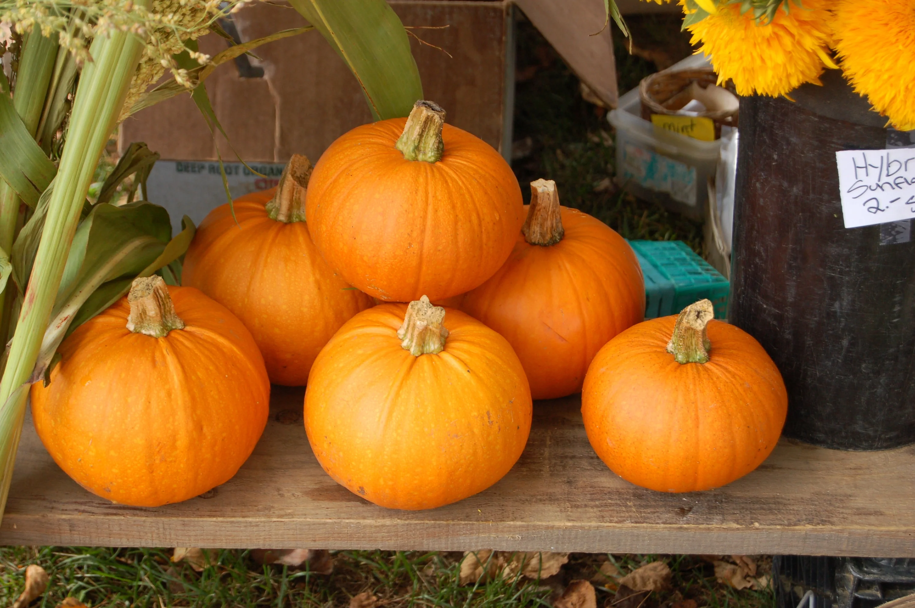 Jack-Be-Little and Wee-B-Little Mix Pumpkins - Image 7