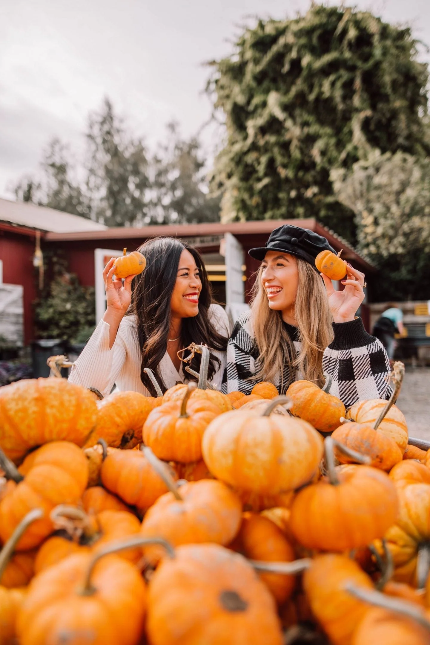 Jack-Be-Little and Wee-B-Little Mix Pumpkins - Image 8