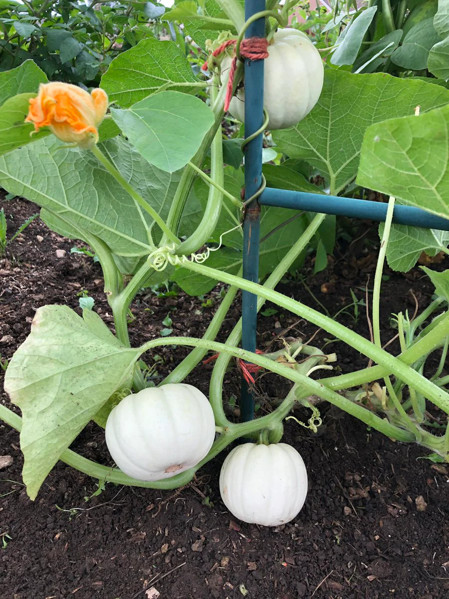 Mini Mix Pumpkins - Image 3