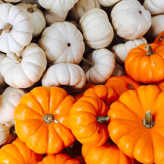 Mini Mix Pumpkins - Image 6