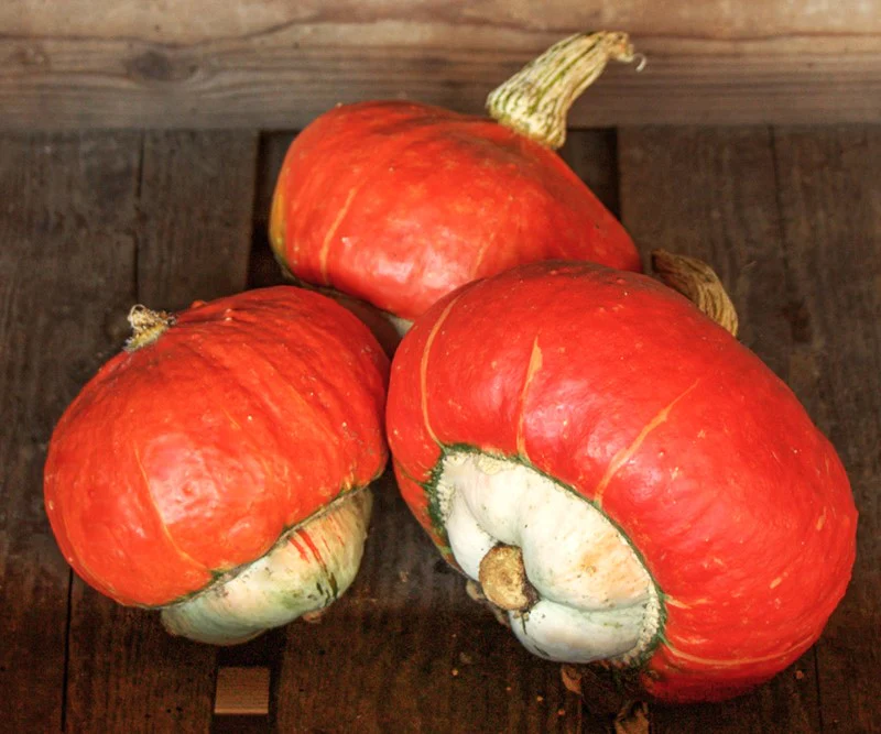 Mini Red Turk's Turban Ornamental Gourd - Image 8