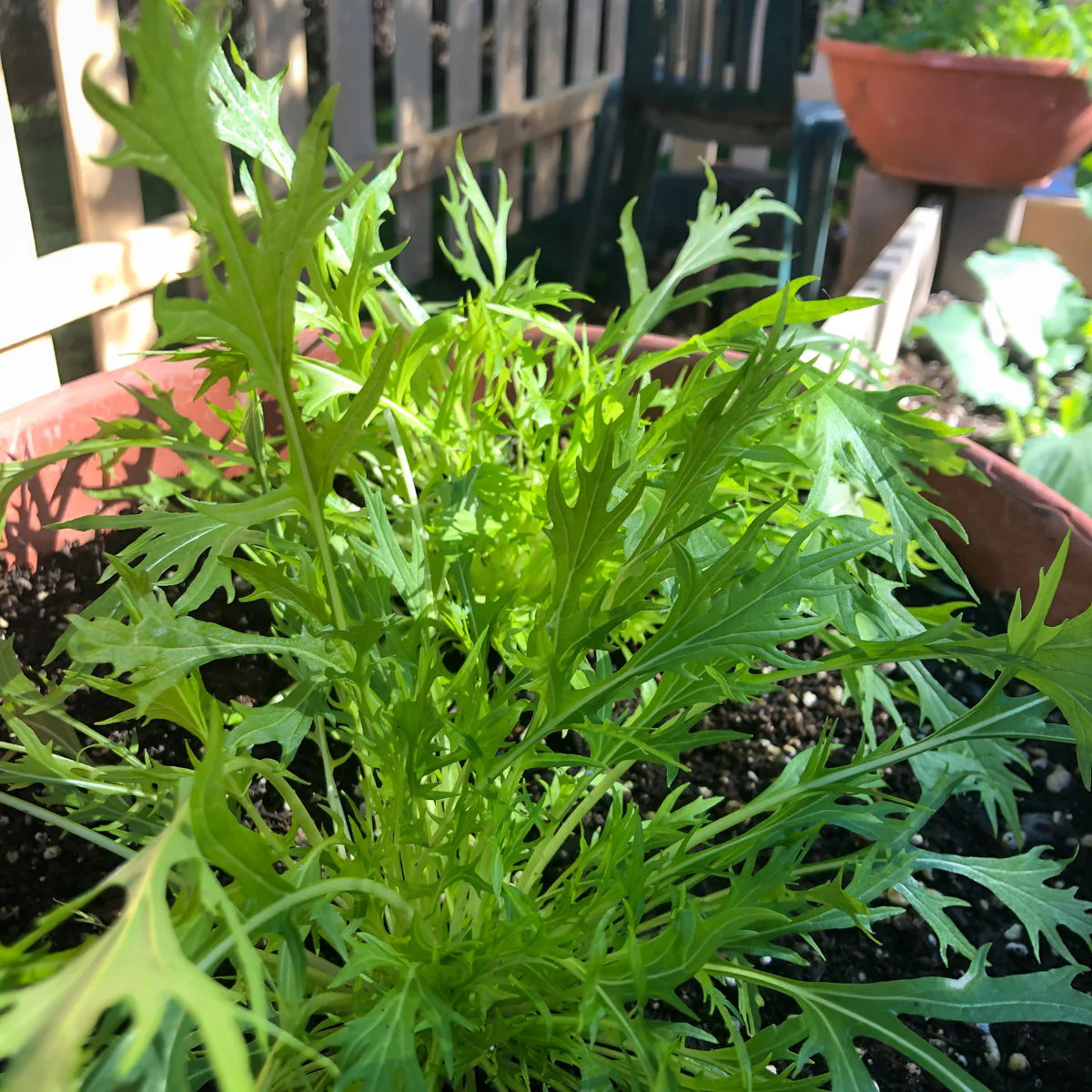 Mizuna Mustard Green - Image 3