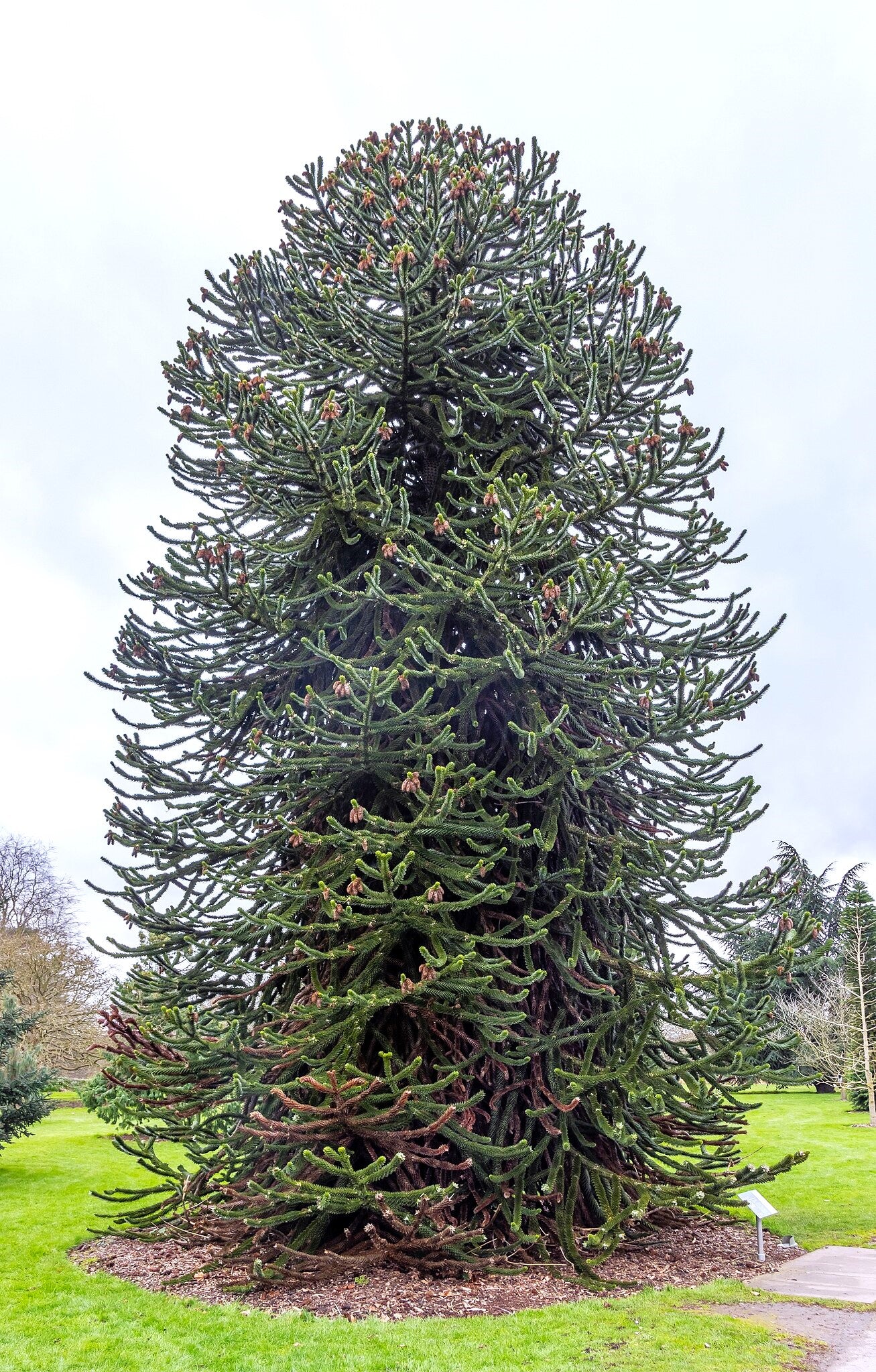 Monkey Puzzle Tree - Image 2