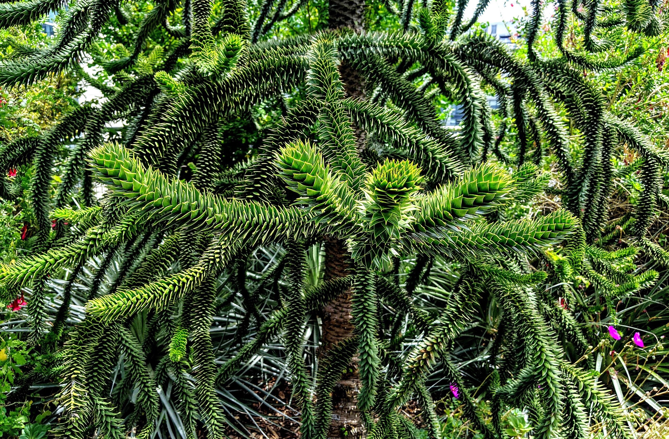 Monkey Puzzle Tree - Image 3