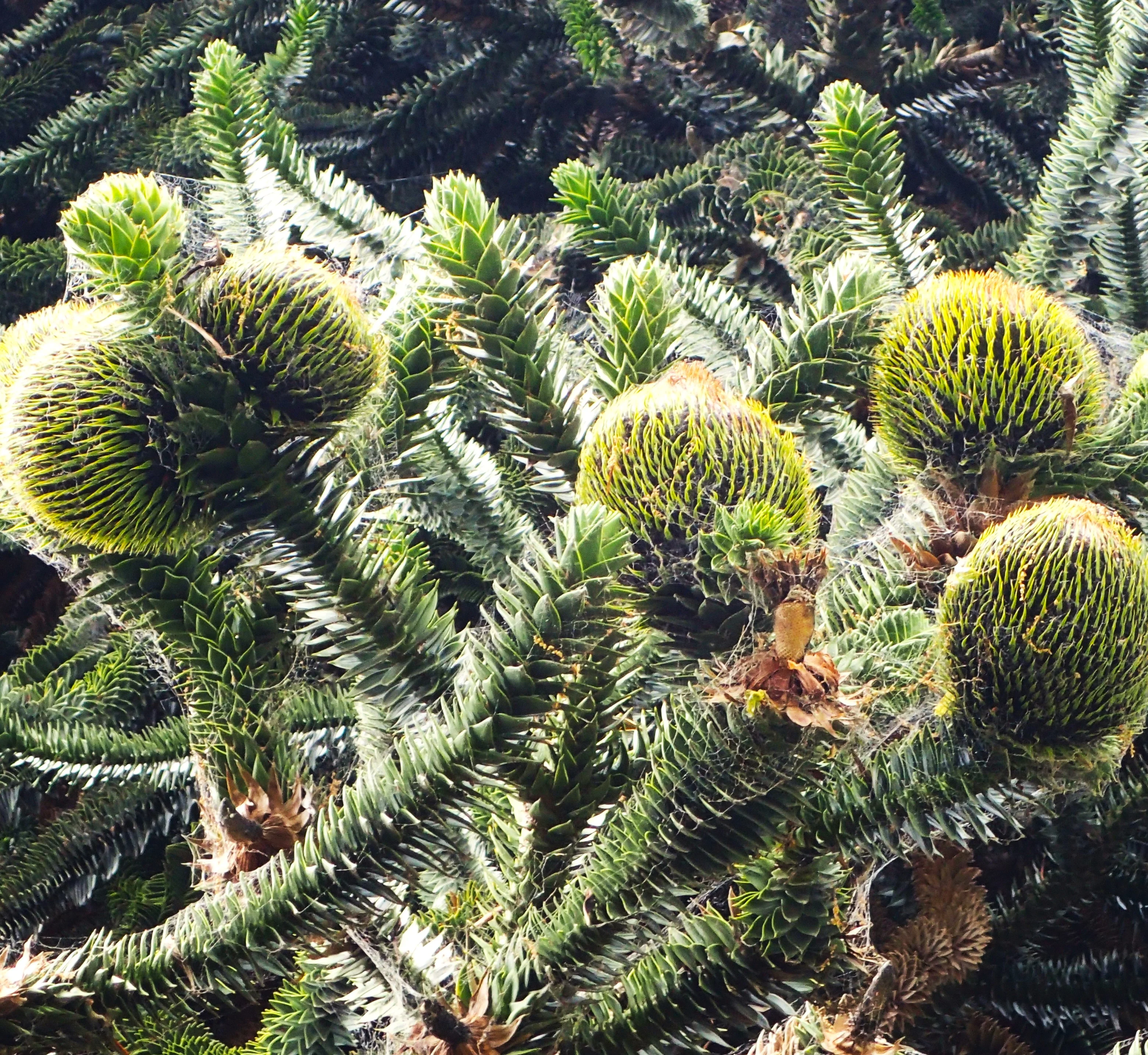 Monkey Puzzle Tree - Image 5