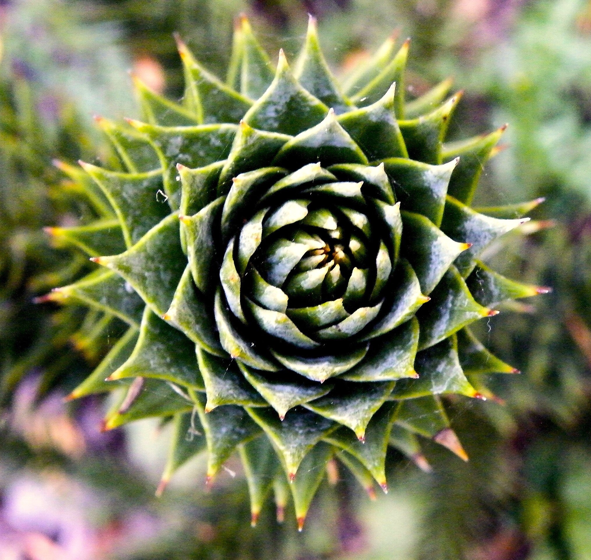 Monkey Puzzle Tree - Image 7