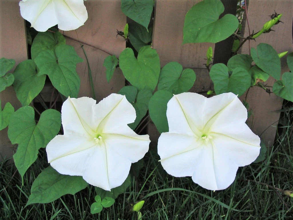 Moon Flower - Image 4