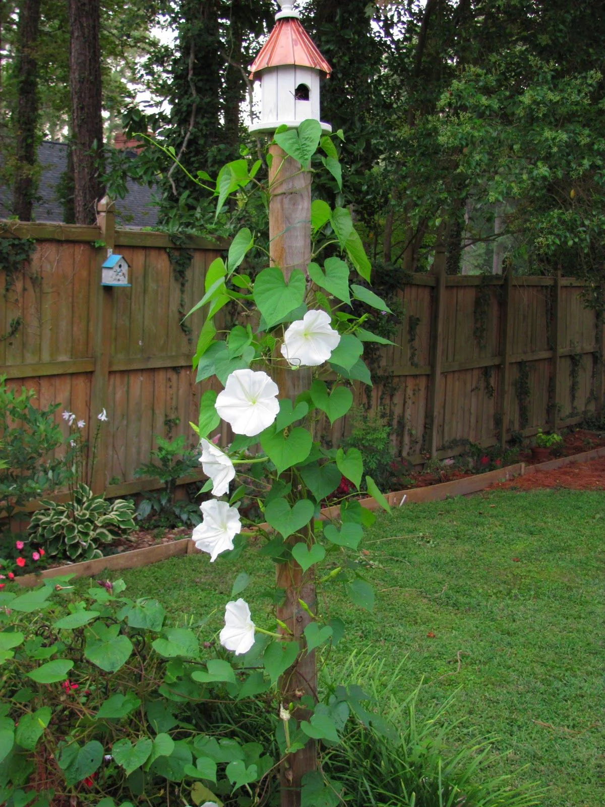 Moon Flower - Image 8