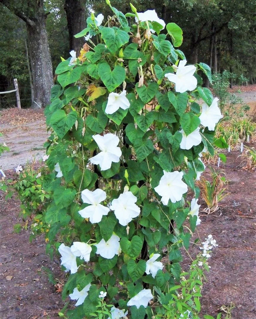Moon Flower - Image 9