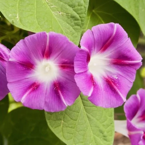 Morning Glory Tall Mix - Image 10