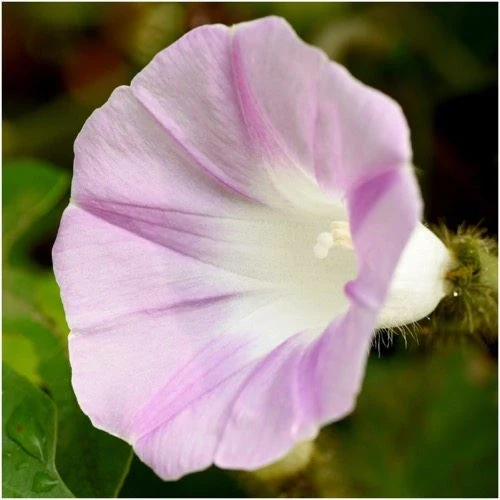 Morning Glory Tall Mix - Image 5