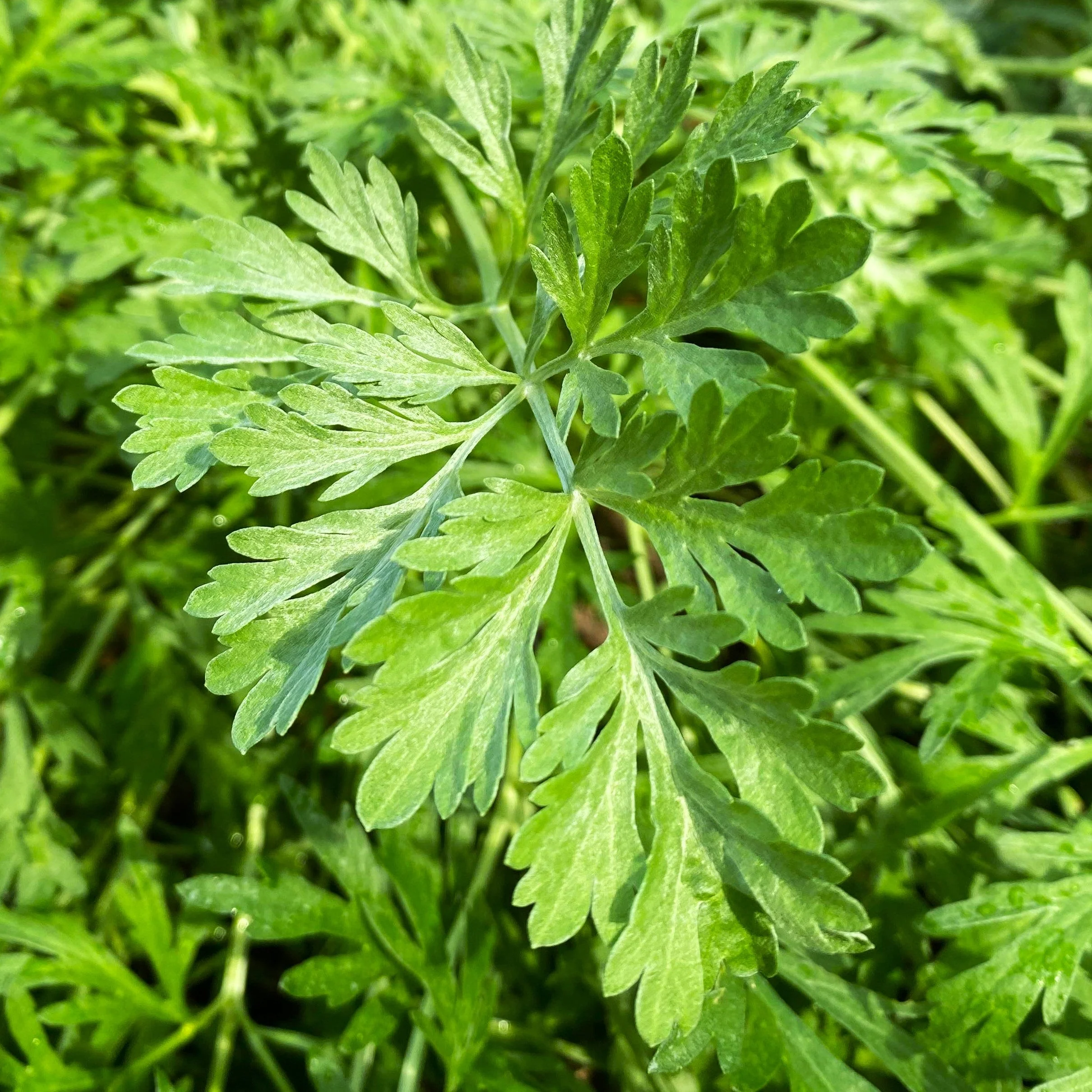 Common Mugwort
