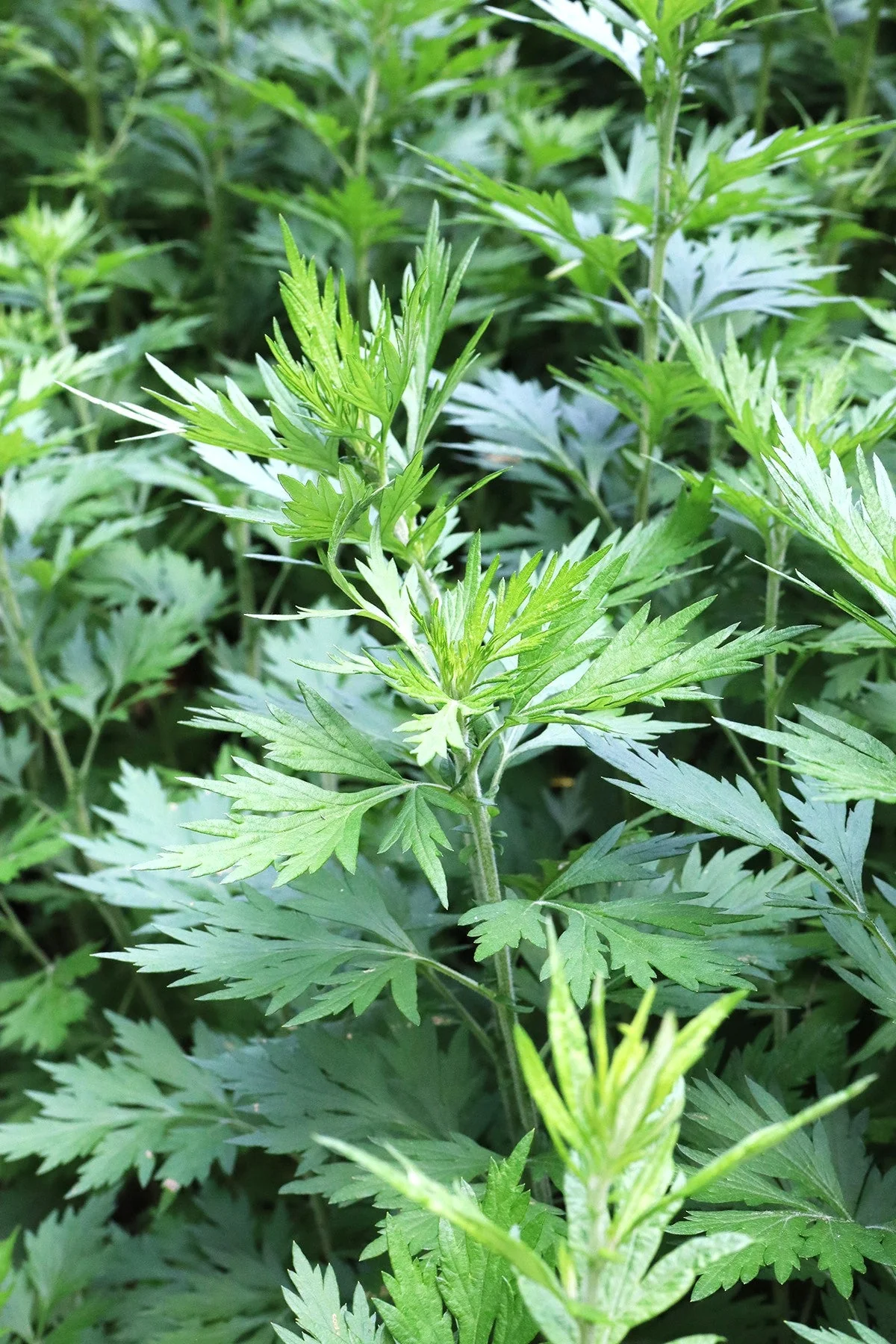 Common Mugwort - Image 3