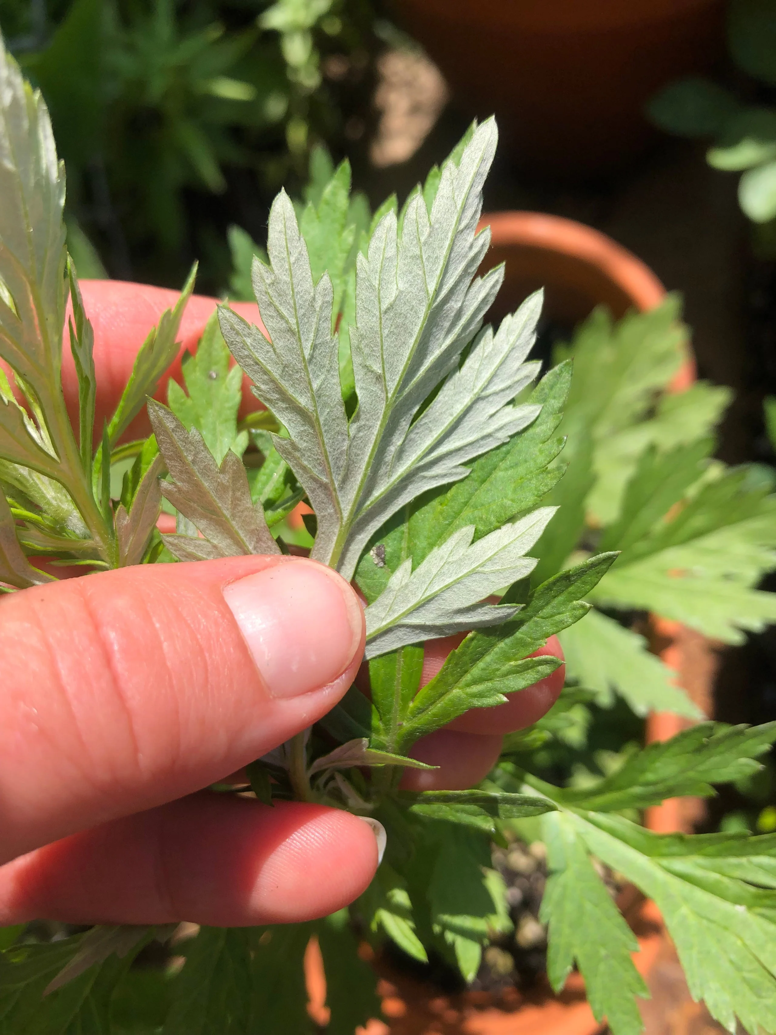 Common Mugwort - Image 4