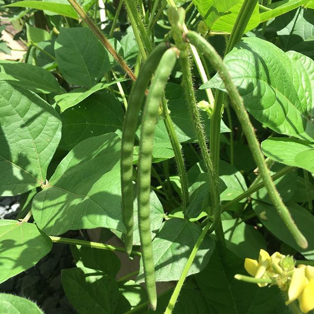 Mung Bean - Image 2
