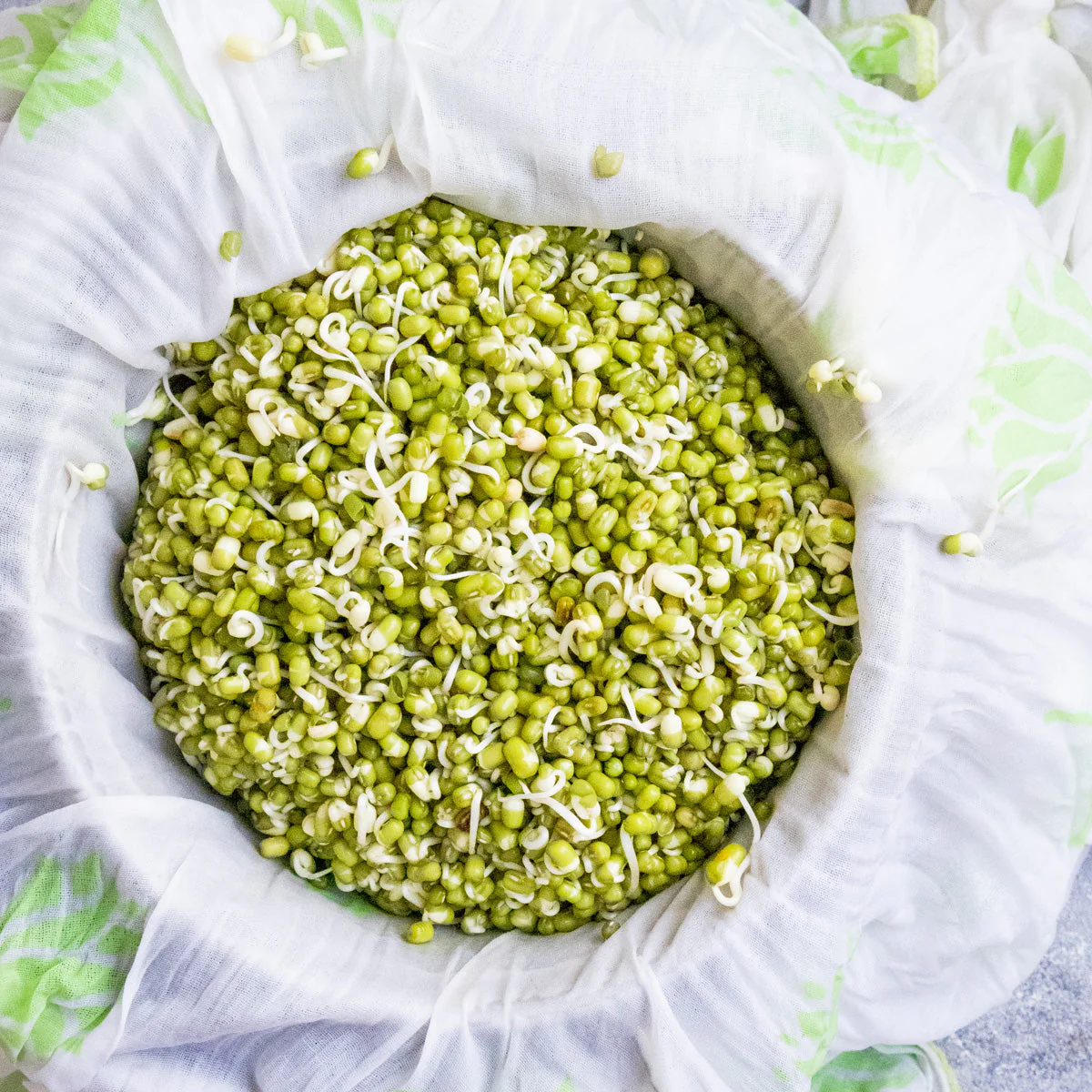 Mung Bean - Image 7
