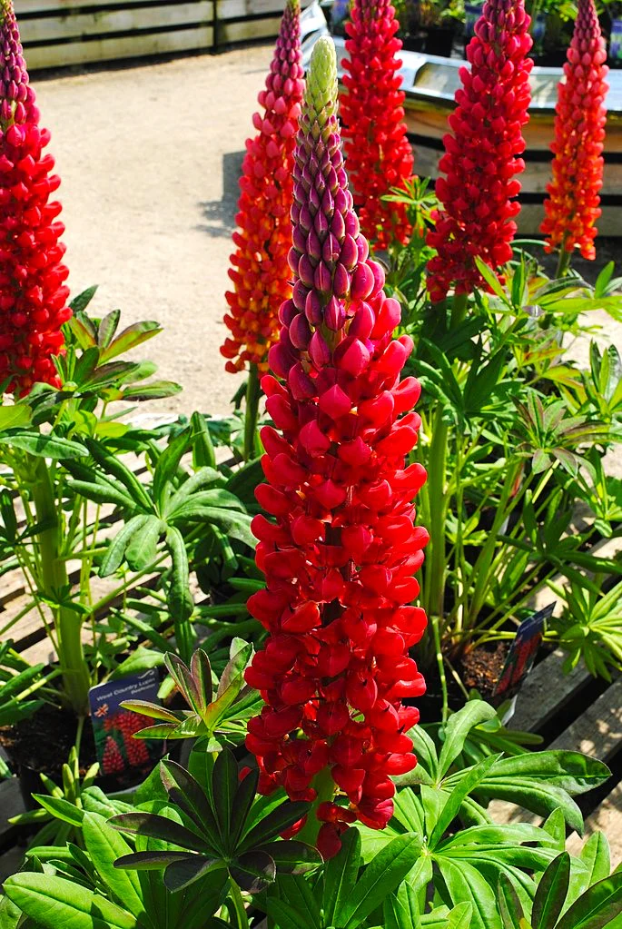 My Castle Red Russell Lupine - Image 3