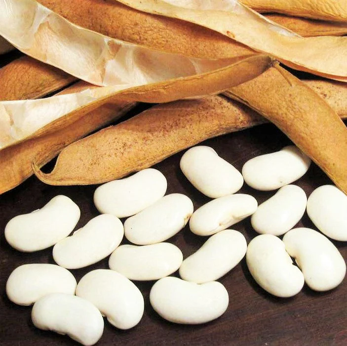White Navy Bean