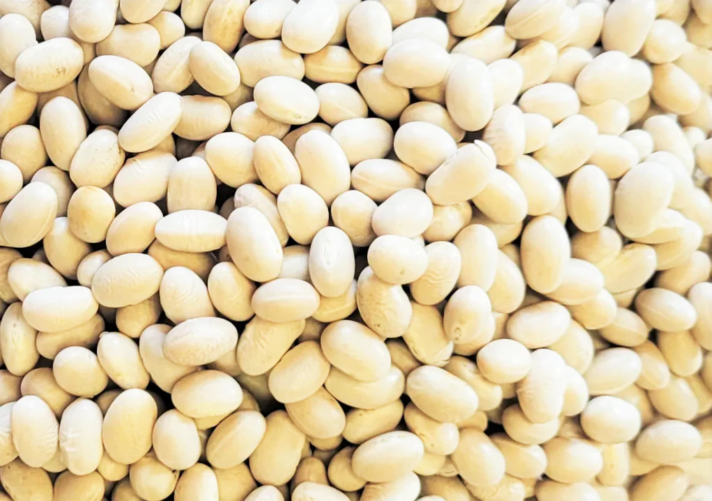 White Navy Bean - Image 4