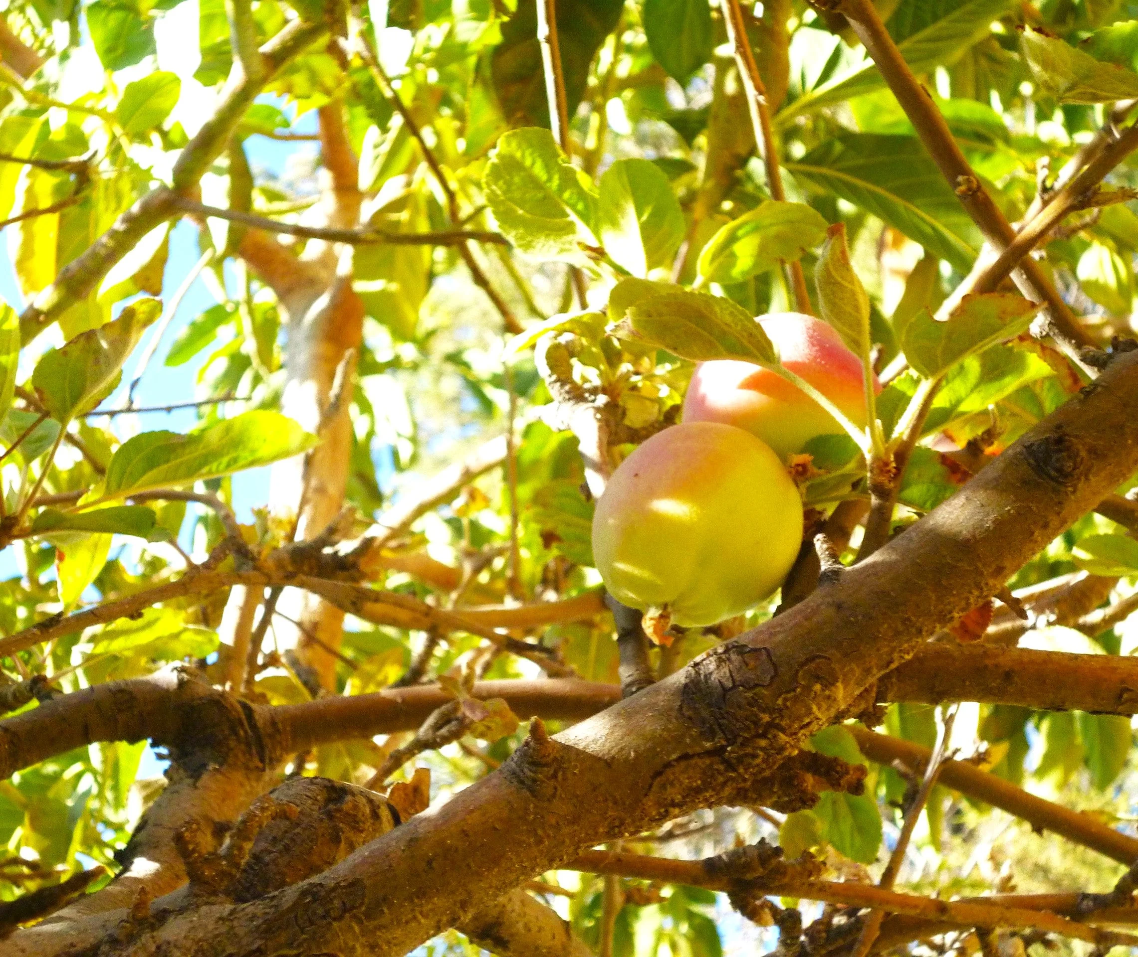 Nemaguard Peach Tree - Image 2