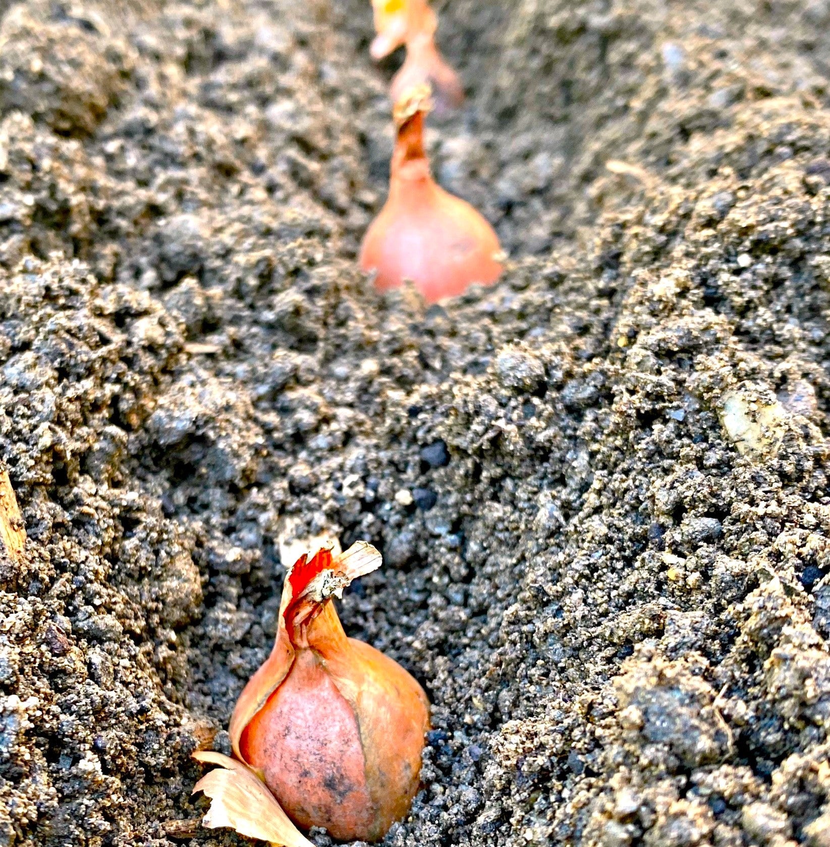 Nero Shallot Sets (Bulbs) - Image 2