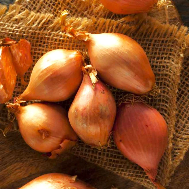 Nero Shallot Sets (Bulbs) - Image 3