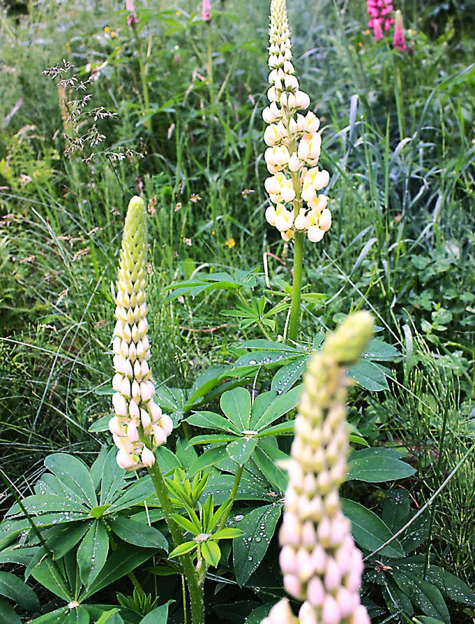Noble Maiden White Russell Lupine - Image 8