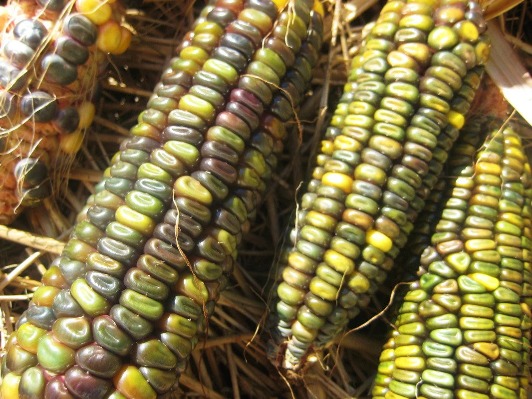 Oaxacan Green Dent Ornamental Corn - Image 5