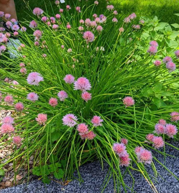 Onion Chives - Image 3