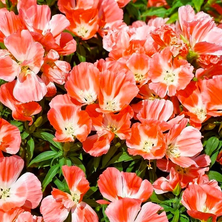 Orange Glory Godetia (Peach) - Image 2