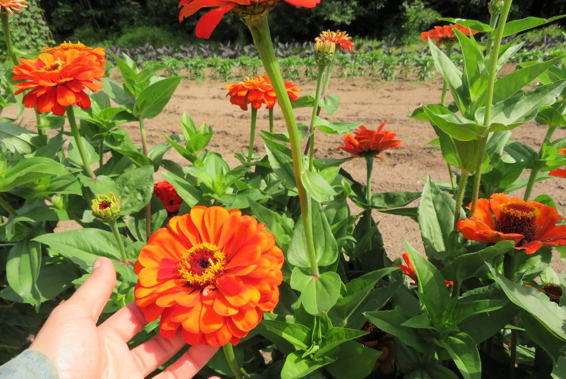 Orange King Zinnia - Image 3