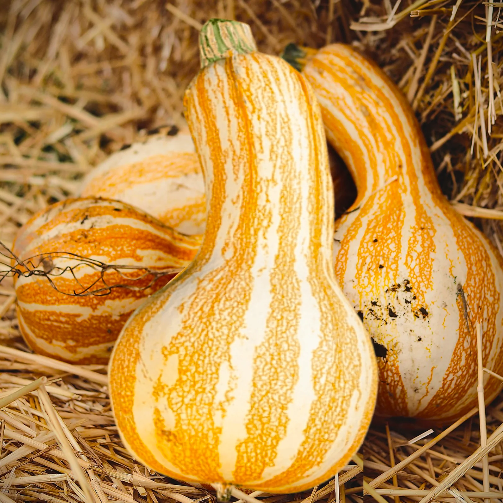 Orange Striped Cushaw