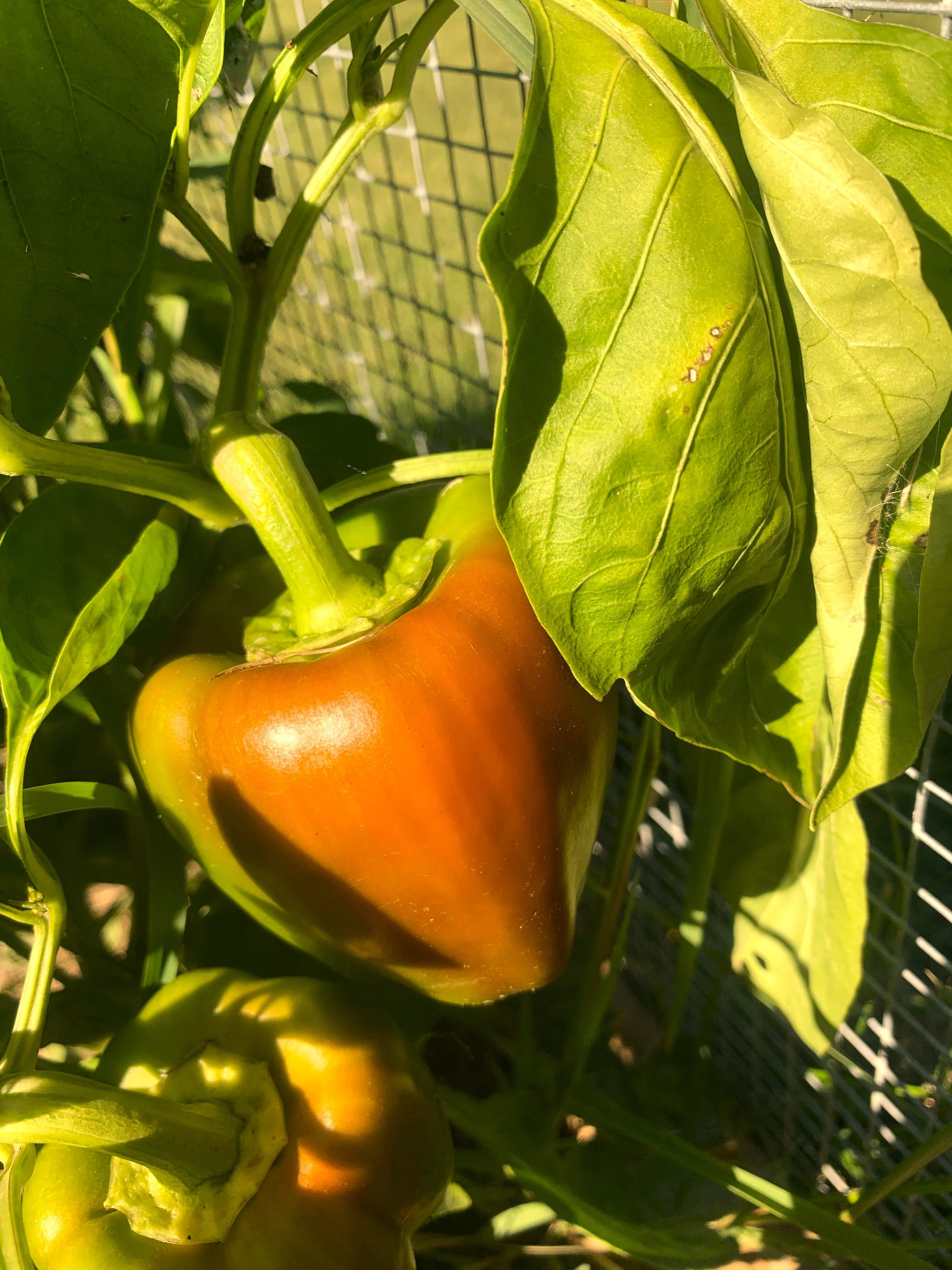Orange Sun Sweet Bell Pepper - Image 2