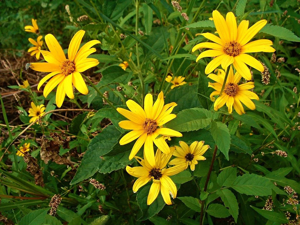 Ox-Eye Sunflower - Image 3