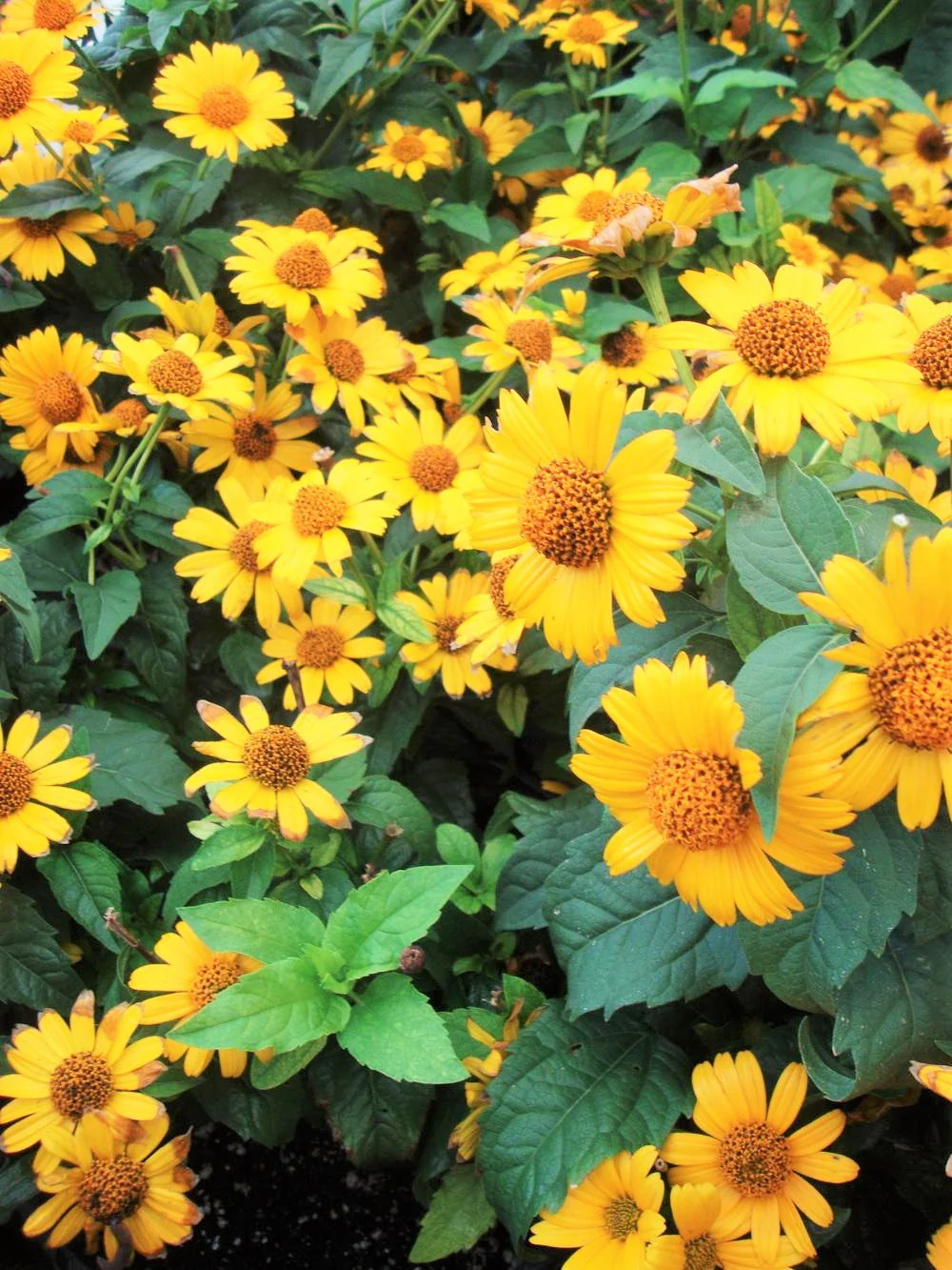 Ox-Eye Sunflower - Image 4