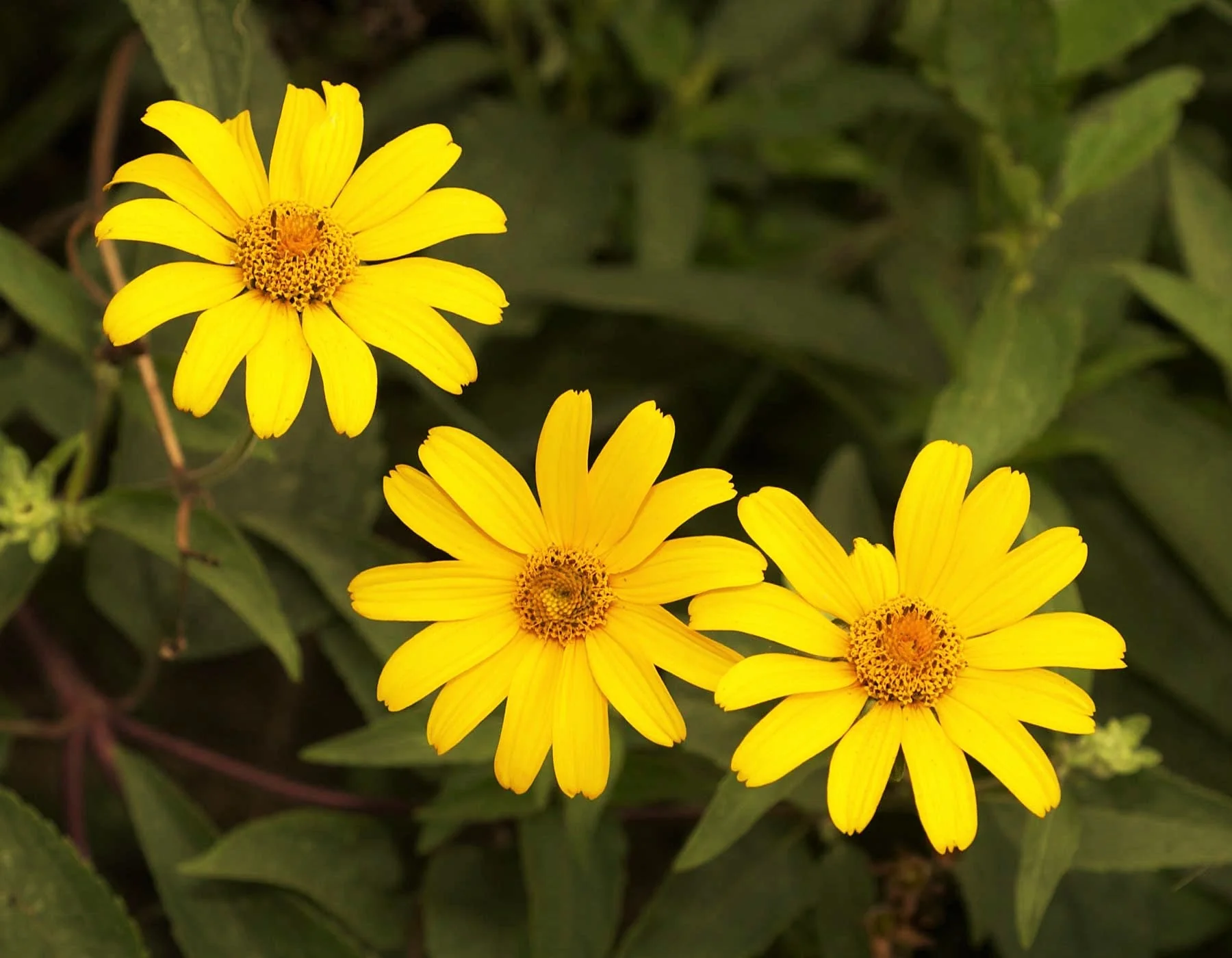 Ox-Eye Sunflower - Image 6