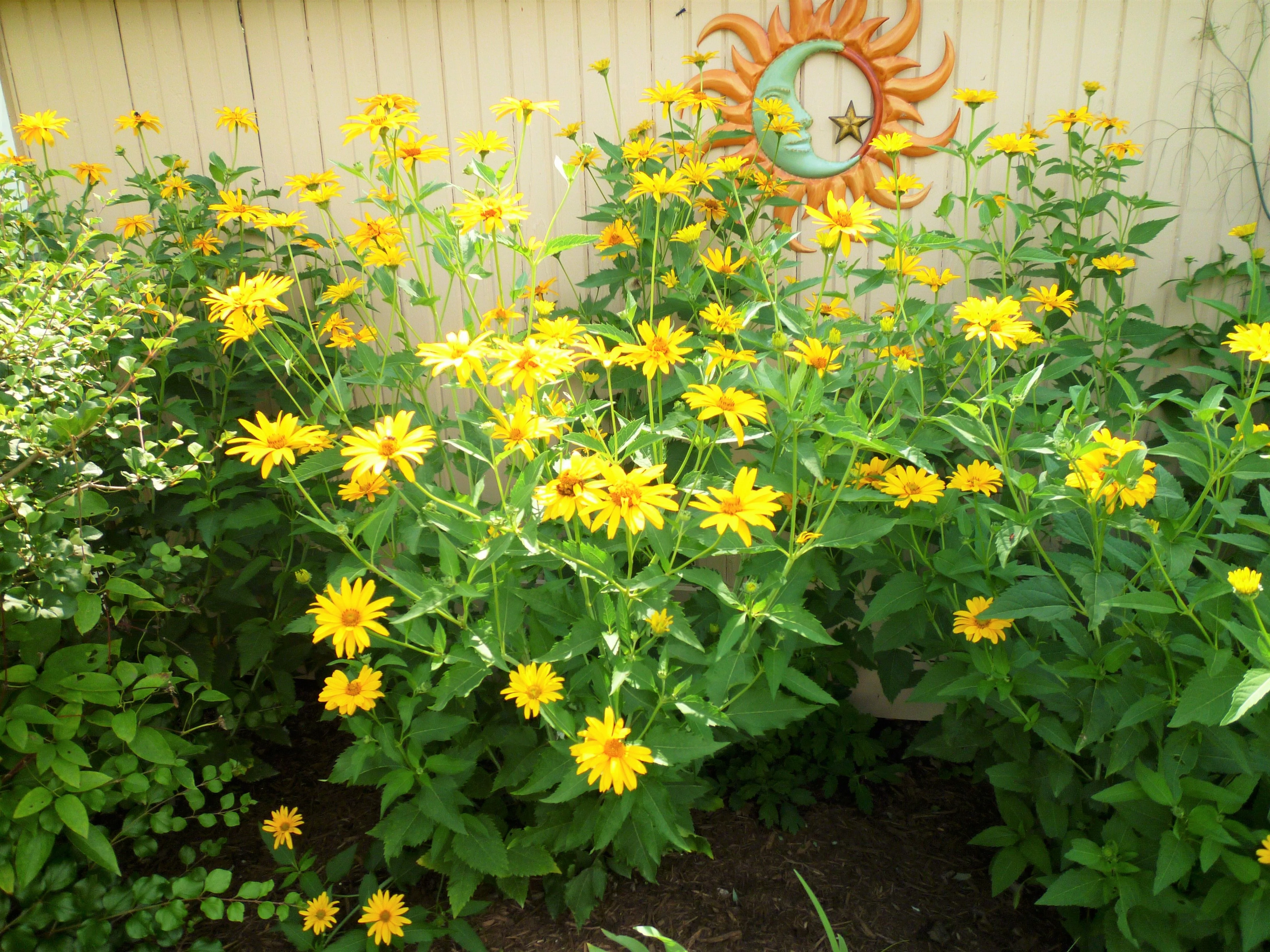 Ox-Eye Sunflower - Image 8