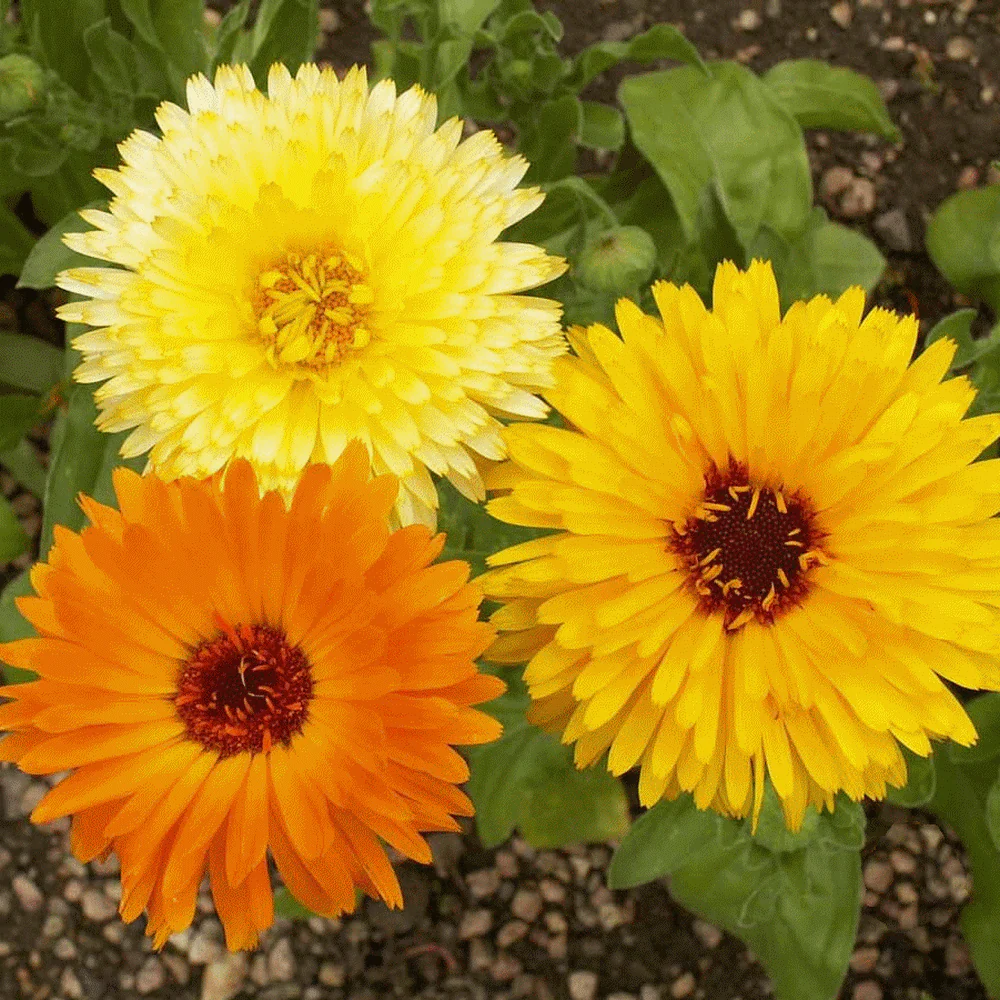 Pacific Beauty Mix Calendula - Image 3