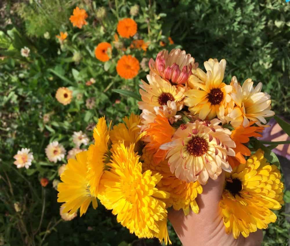 Pacific Beauty Mix Calendula - Image 5