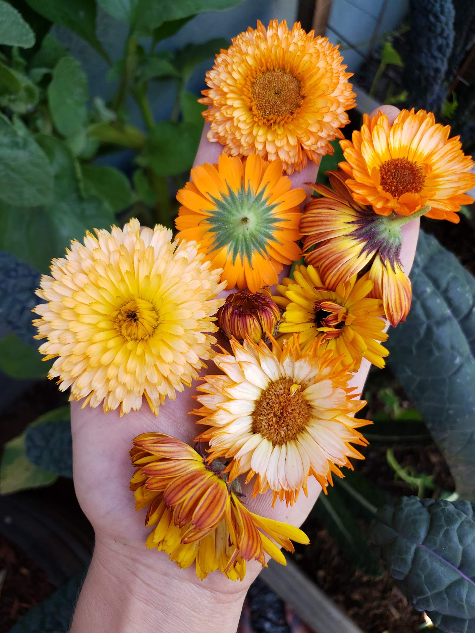 Pacific Beauty Mix Calendula - Image 6