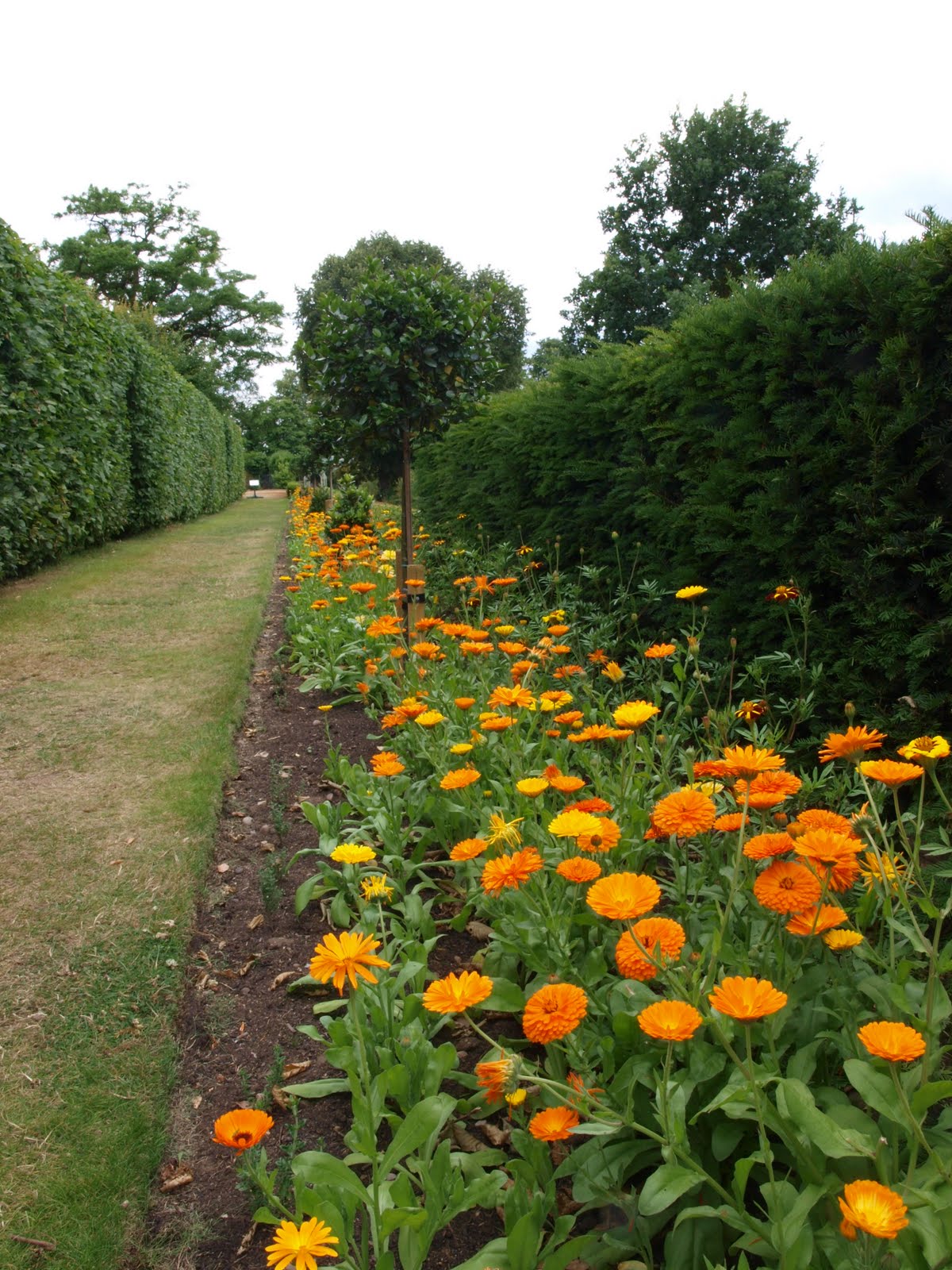 Pacific Beauty Mix Calendula - Image 8