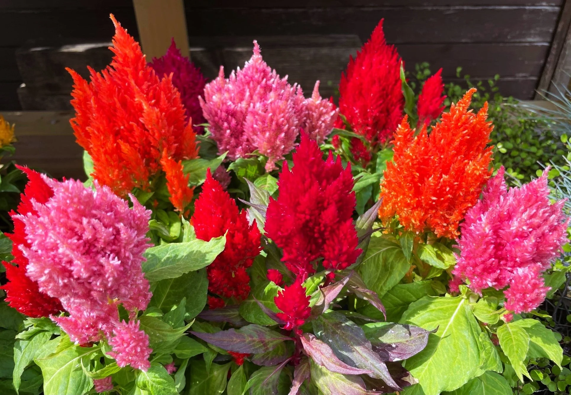 Pampas Plume Mix Celosia - Image 3