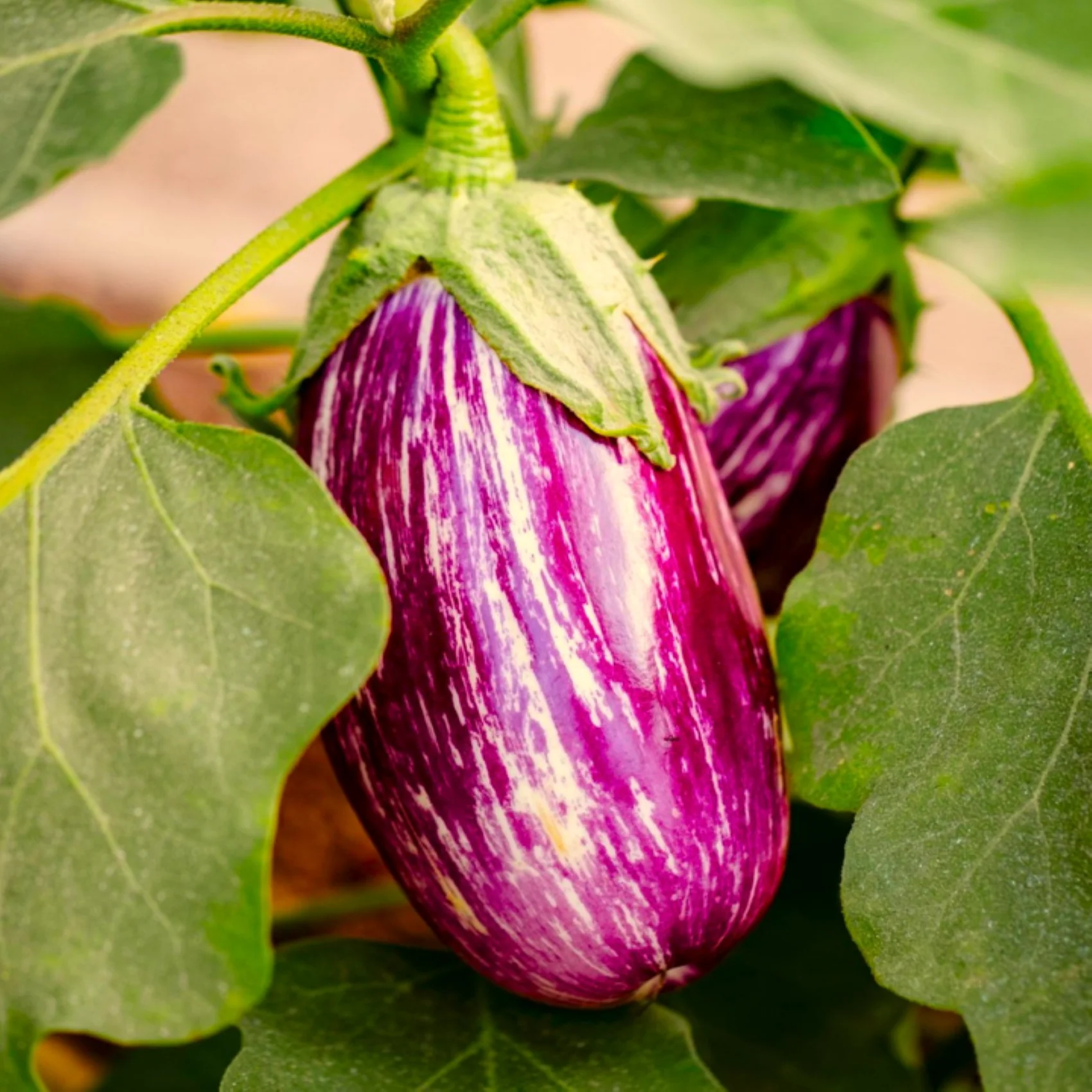 Pandora Striped Rose Eggplant