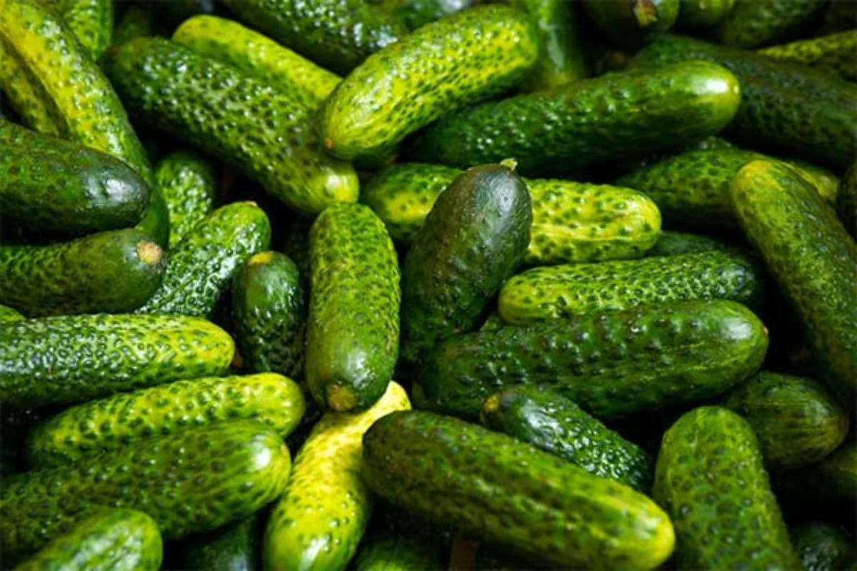 Parisian Gherkin Cucumber - Image 4