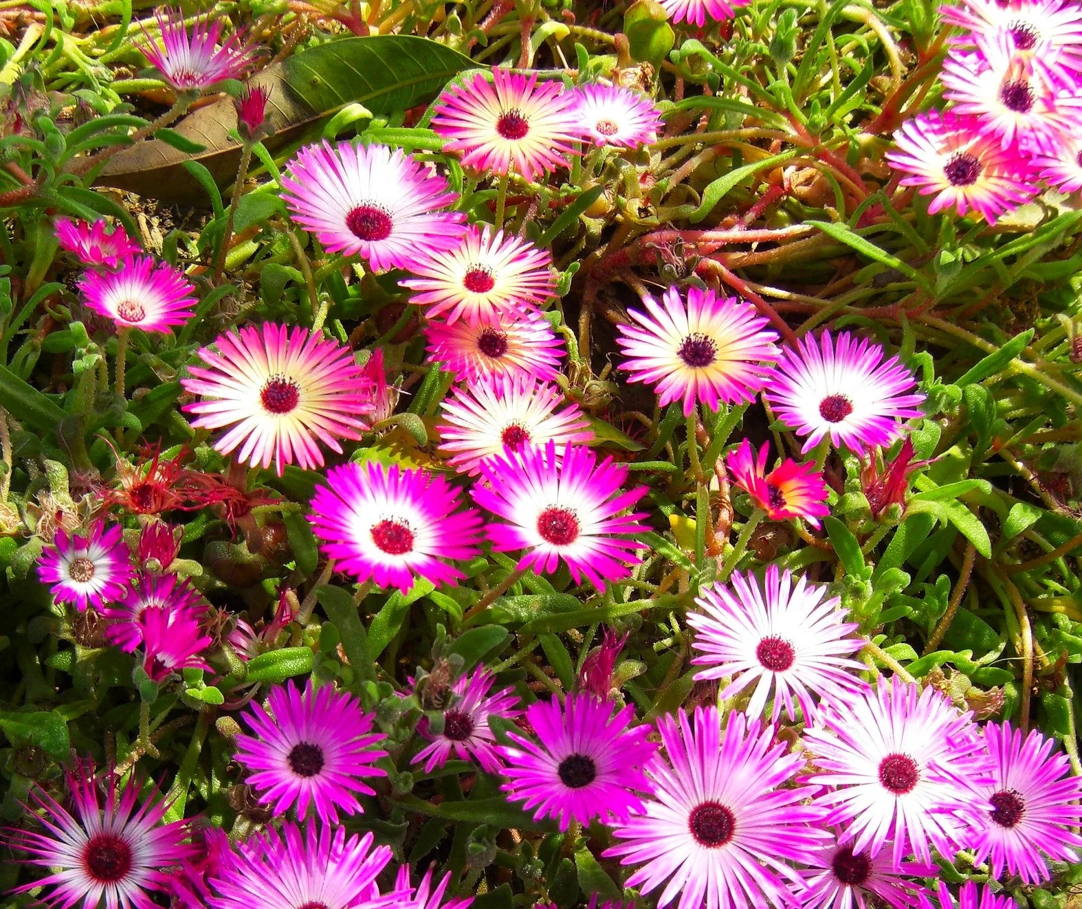 Pastel Mix Livingstone Daisy (Succulent) - Image 3
