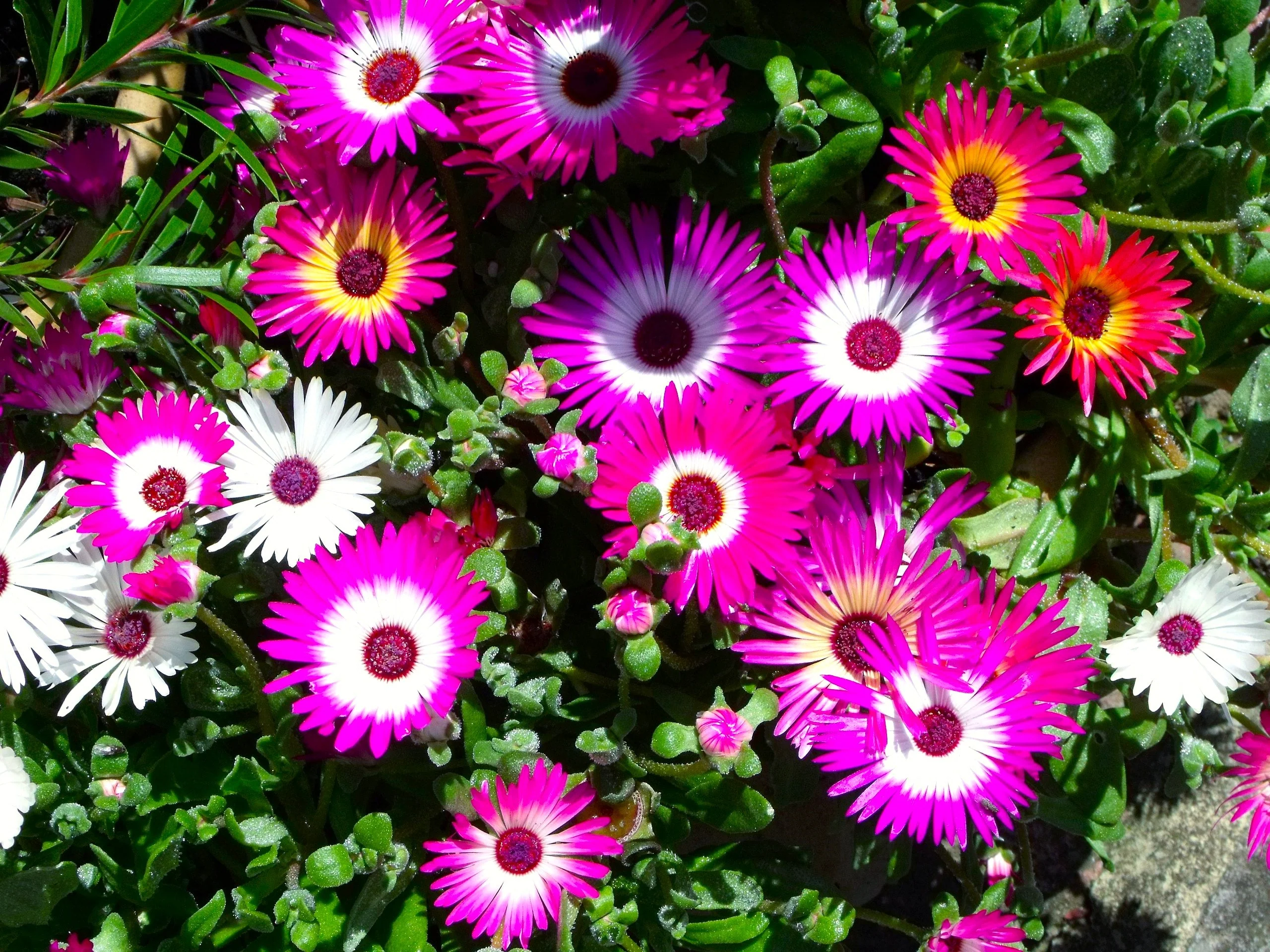 Pastel Mix Livingstone Daisy (Succulent) - Image 4