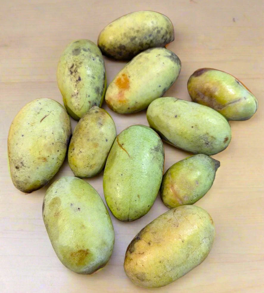 Paw Paw Tree - Image 6
