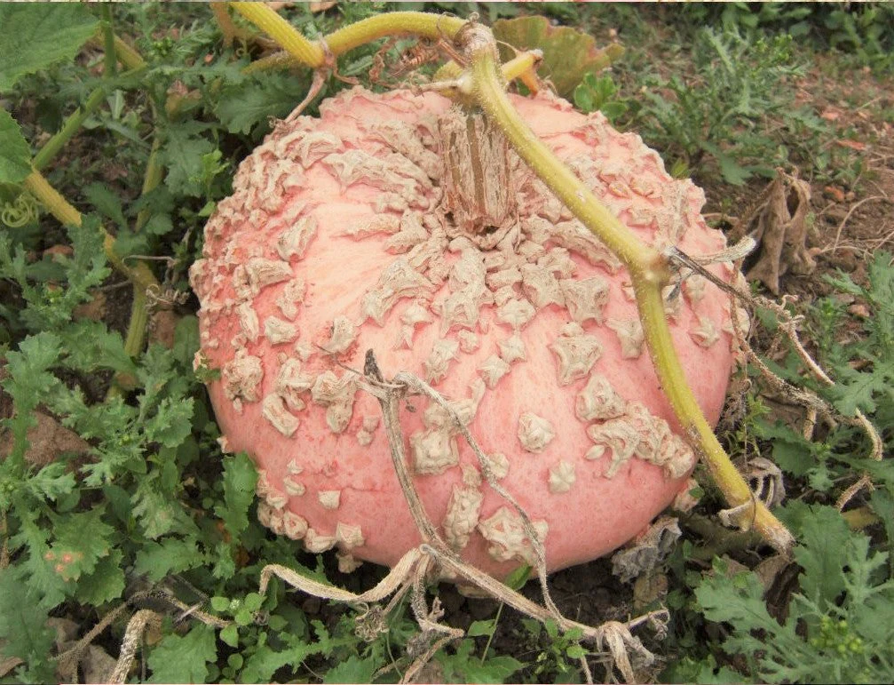 Peanut Pumpkin (Galeux d'Eysines) - Image 2